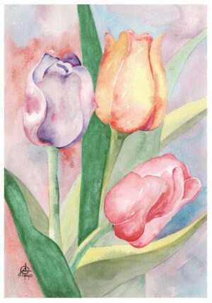Tulipanes